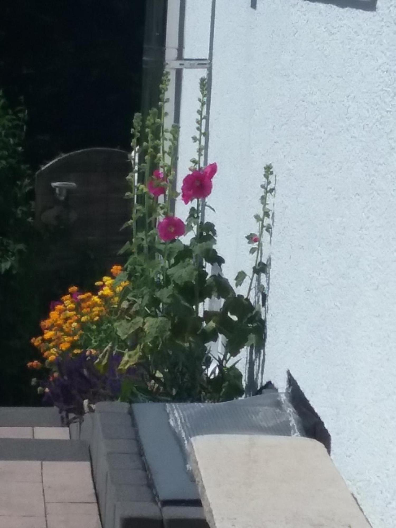 Ferienwohnung Perlbachtal Monschau Exterior foto